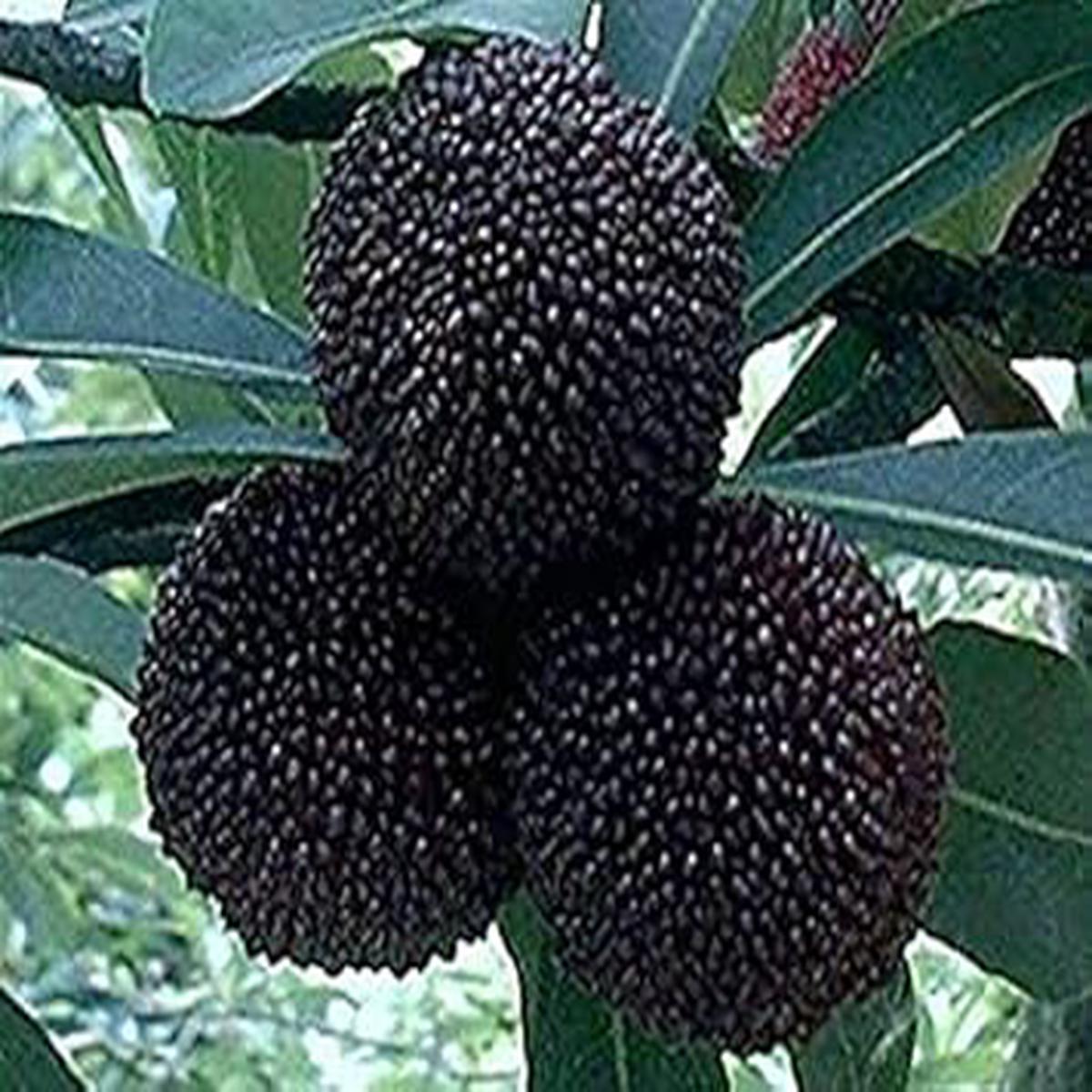Black Myrica Rubra Fruit Seeds for Planting  Rare, Heirloom, Non-GMO, Sweet Asian Garden Fruits