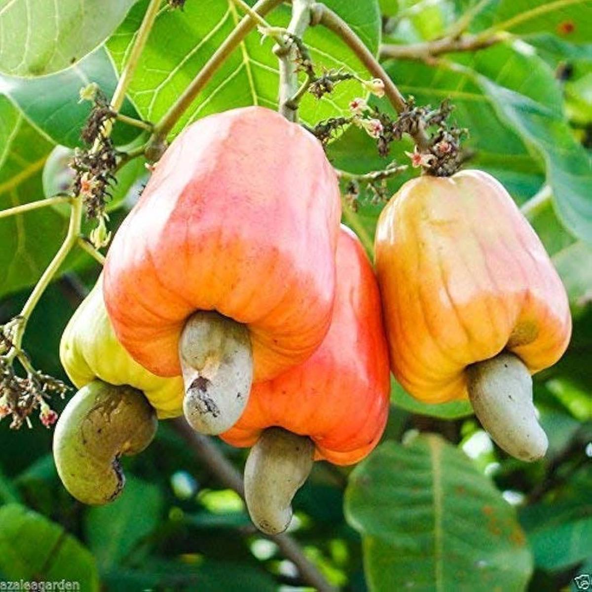 Cashew Nut Fruit Seeds for Planting Heirloom Non-GMO, High Germination Organic Garden Seeds