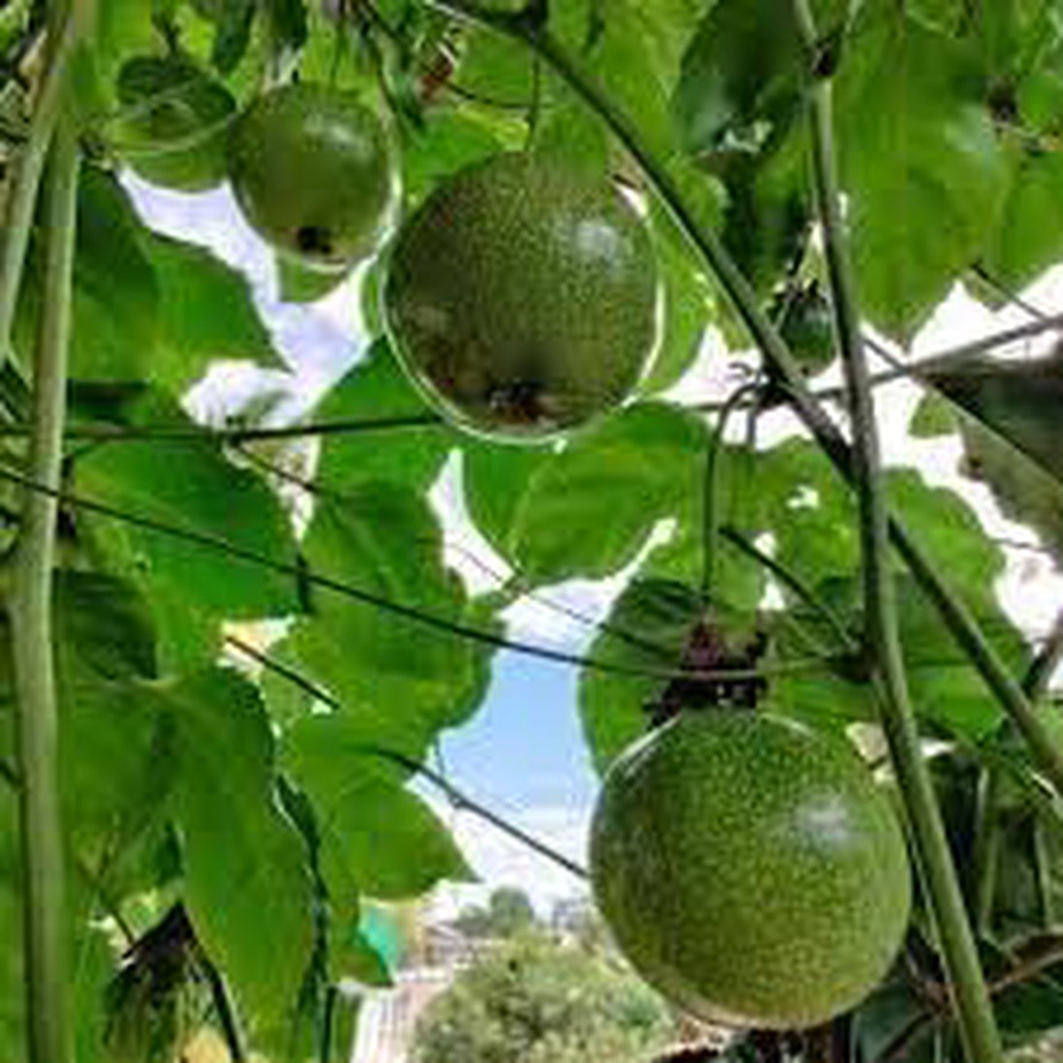 Passion Fruit Seeds Grow Tangy & Exotic Tropical Fruits