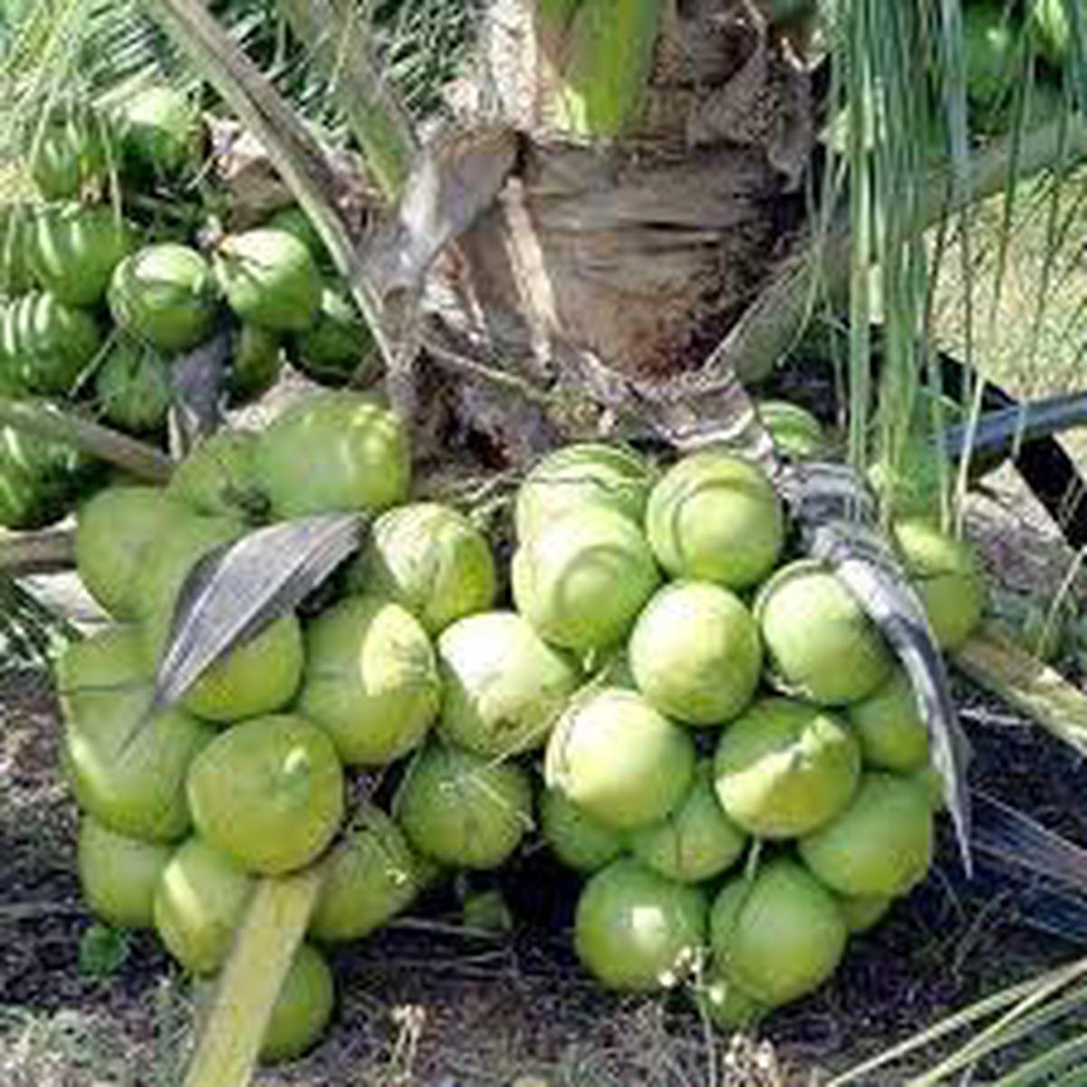 Tropical Coconut Fruit Seeds for Planting Grow Exotic Trees, Heirloom & Non-GMO, High Germination Seeds