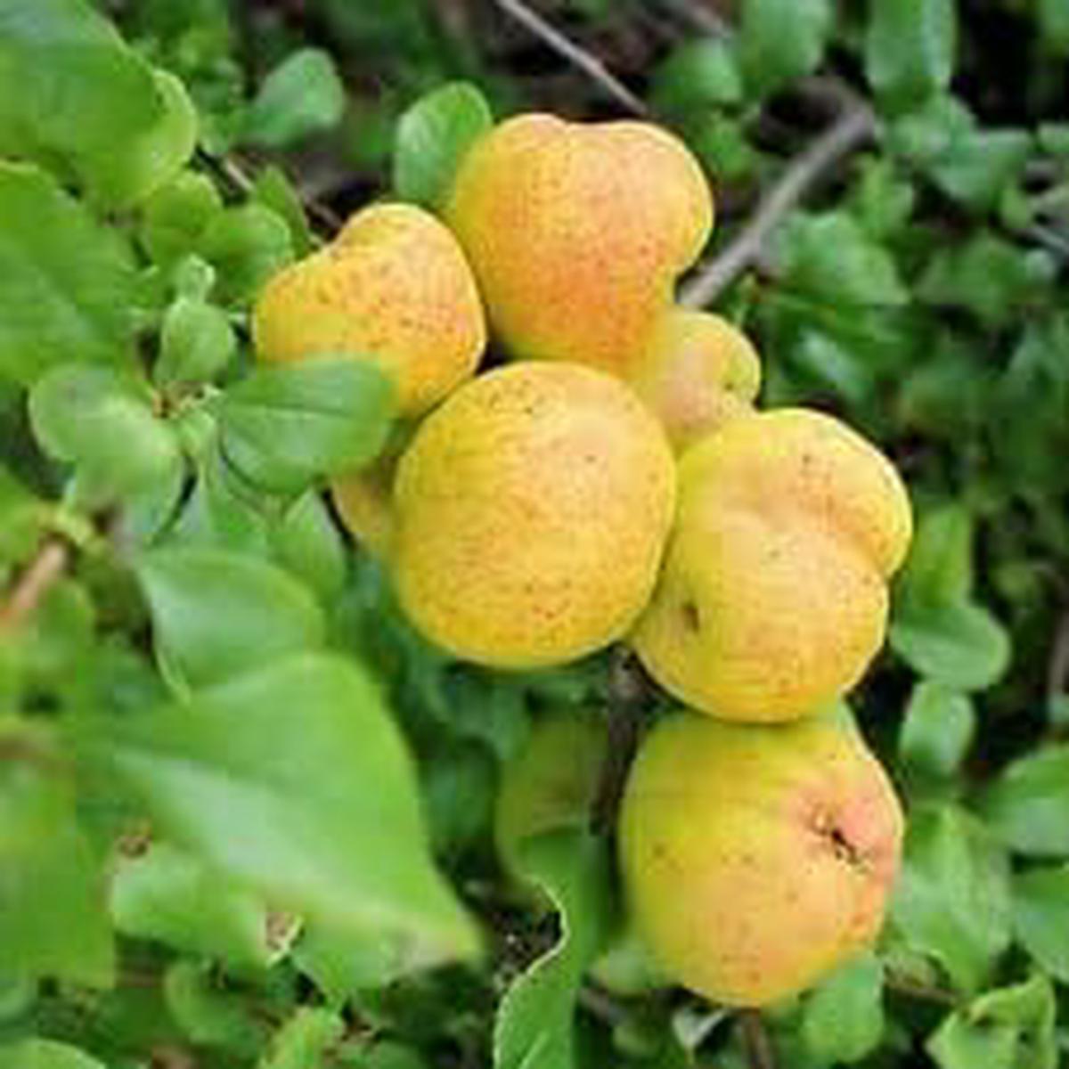 Yellow Cydonia Pome Fruit Seeds Grow Aromatic, Fragrant Quinces at Home, Heirloom & Non-GMO Seeds
