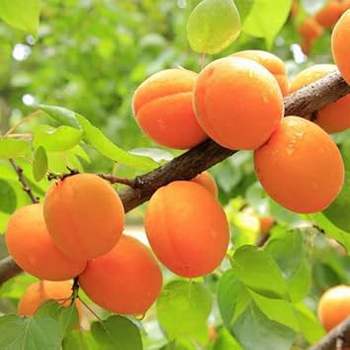 Apricot Fruit Seeds for Planting  Heirloom Non-GMO High Germination Organic Garden Seeds