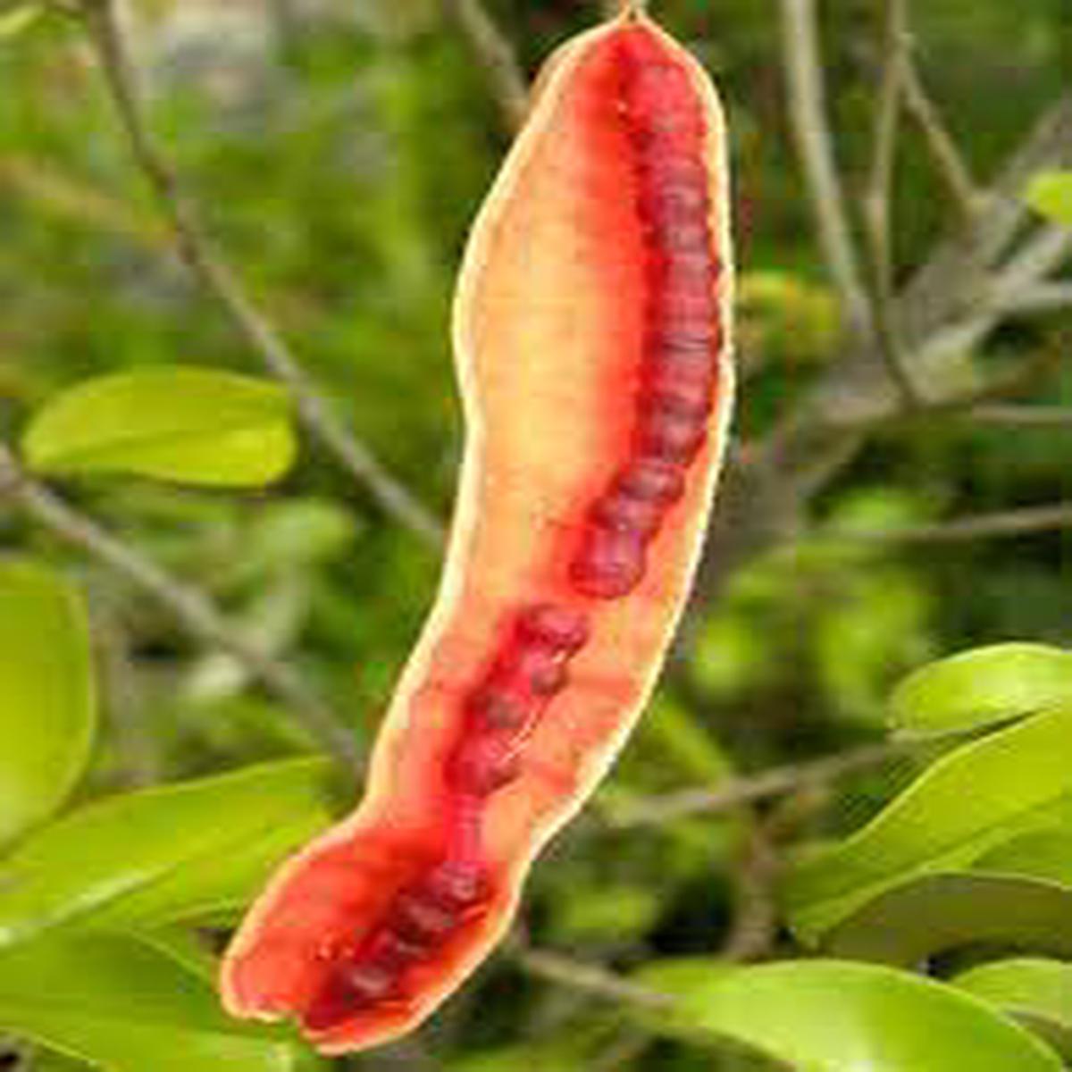 Capparis cynophallophora Jamaican Caper Seeds for Planting  Florida Native Heirloom Non-GMO Fruit Seeds for Cultivation