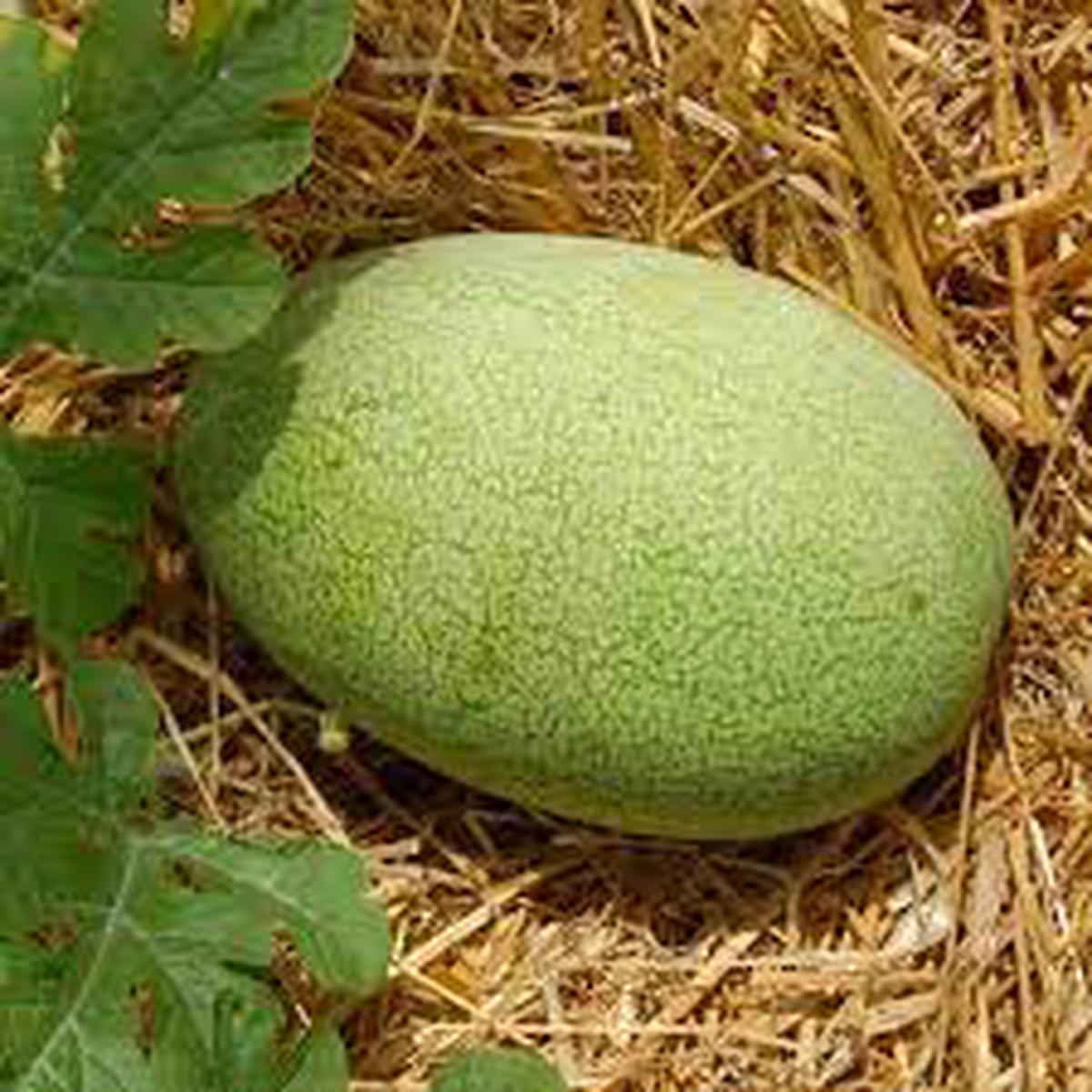 Charleston Gray Watermelon Fruit Seeds for Planting Sweet, Juicy Summer Watermelons, Heirloom & Non-GMO Seeds