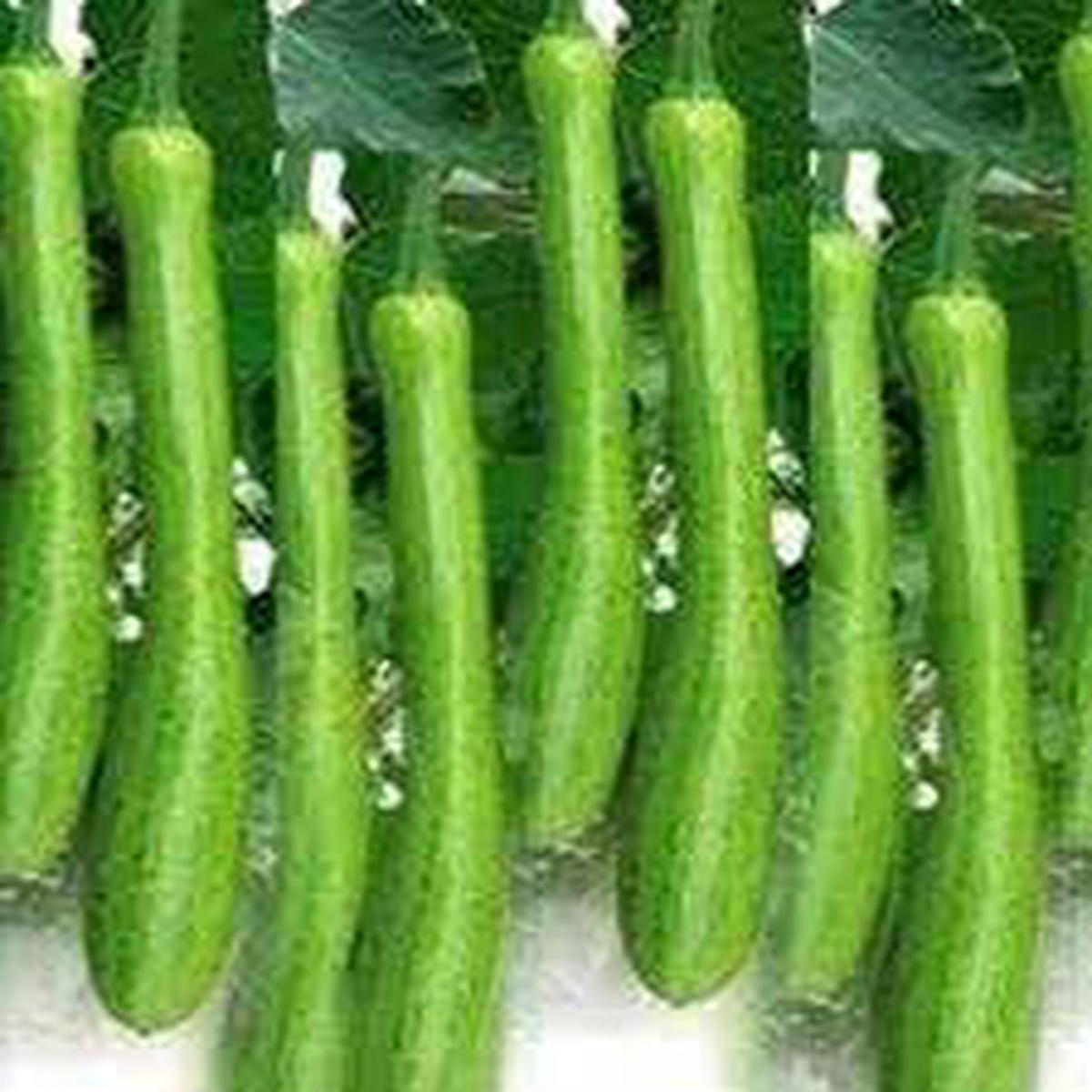 Dicotyledons Melon Fruit Seeds for Planting - Growing Unique Melon Varieties,Heirloom & Non-GMO Seeds