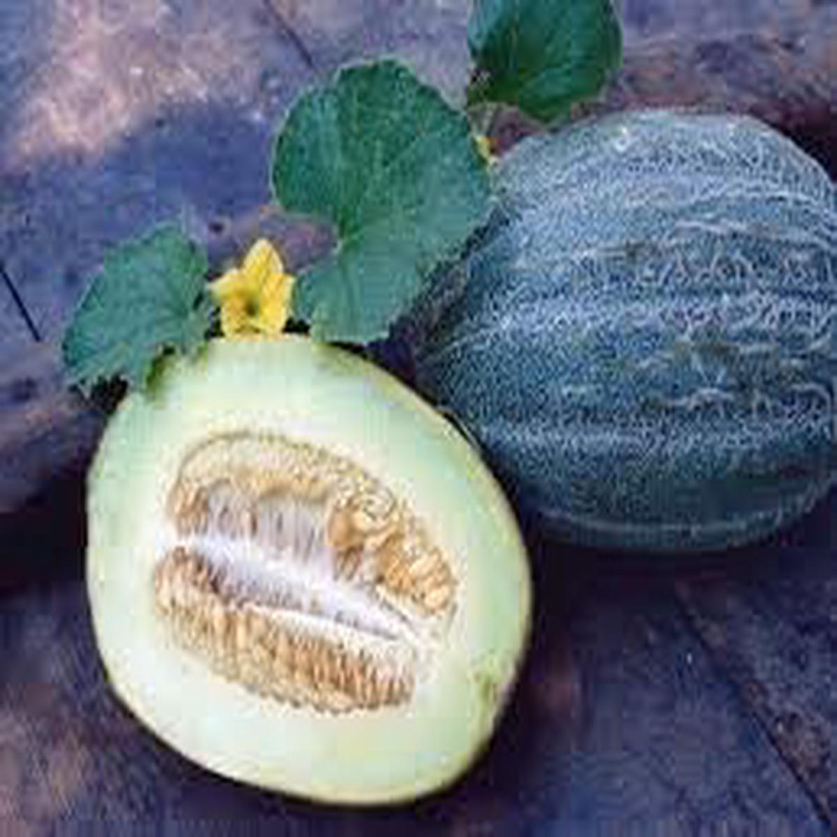 Heirloom Melon Fruit Seeds Grow Sweet and Juicy Melon Varieties