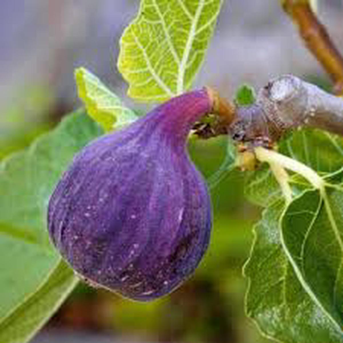 Purple Figs Fruit Seeds for Growing Heirloom & GMO Free Seeds for Home Garden