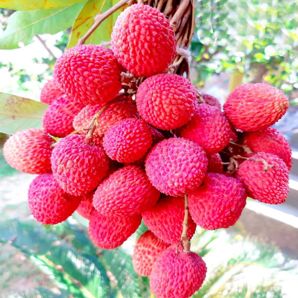 Red Lychee Fruit Seeds for Planting Sweet & Exotic Lychee Fruits, Heirloom & Non-GMO, High Germination Seeds