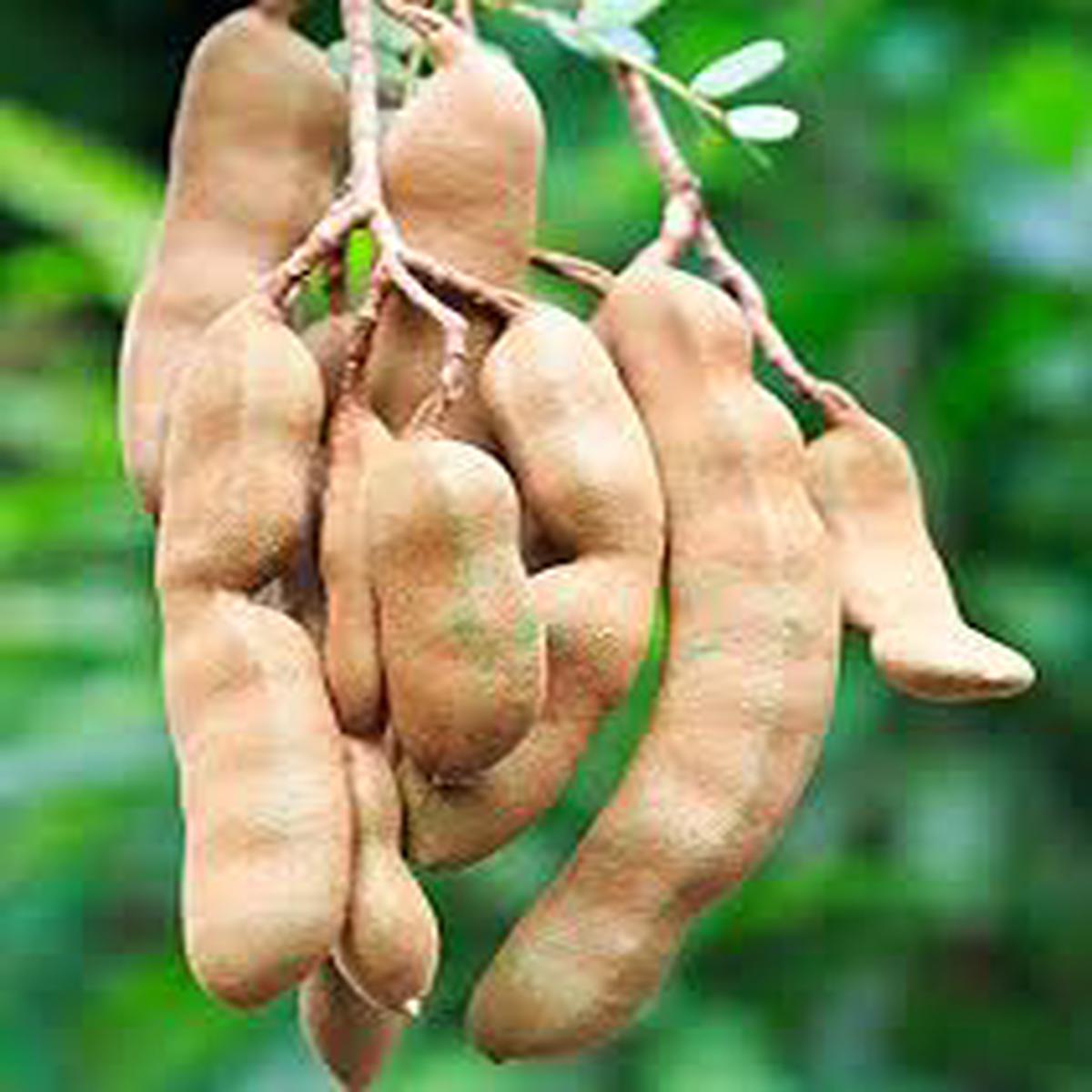 Tamarind Fruit Seeds for Planting Tropical Trees, Heirloom & Non-GMO, High Germination Organic Seeds
