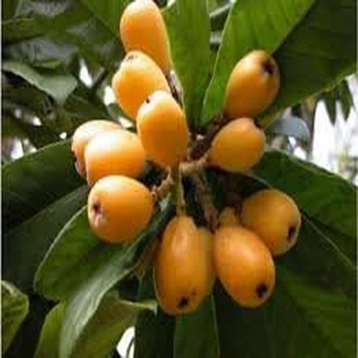 Yellow Loquat Fruit Seeds for Planting  NON GMO Heirloom Seeds for Home Garden