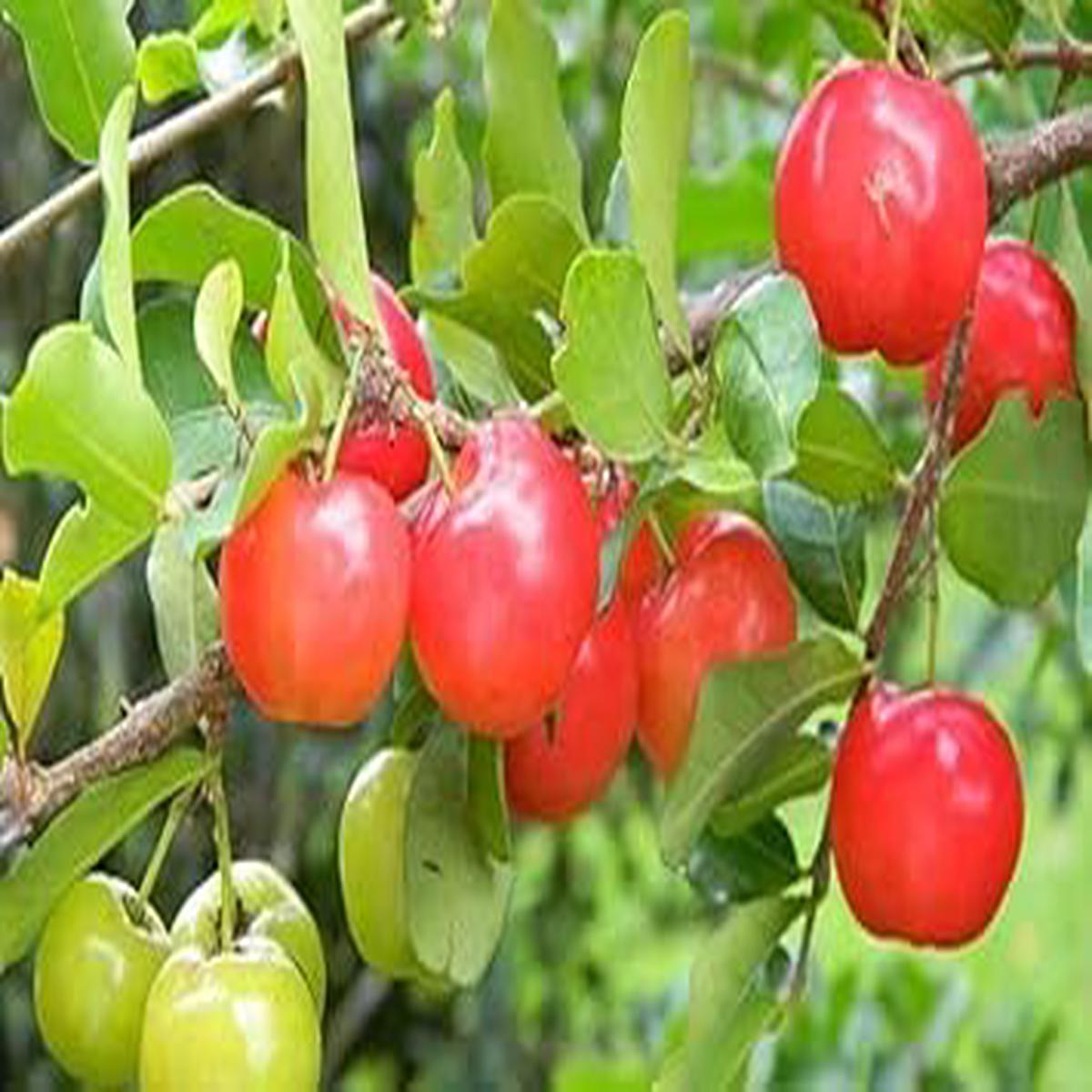 Barbados Fruit Seeds for Planting Tropical Fruits, Heirloom & Non-GMO, High Germination