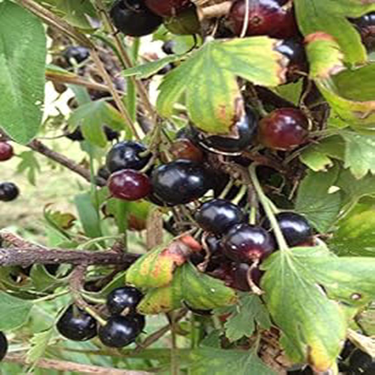 Black Currant (Ribes nigrum) Plant Seeds for Planting  Ideal Home Garden, GMO Free Heirloom Seeds
