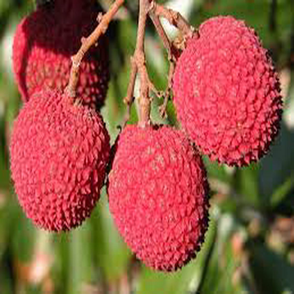 Brewster Lychee Fruit Seed Pack for Planting  Tropical, Sweet Fruit Trees, Heirloom & Non-GMO Seeds for Home Garden