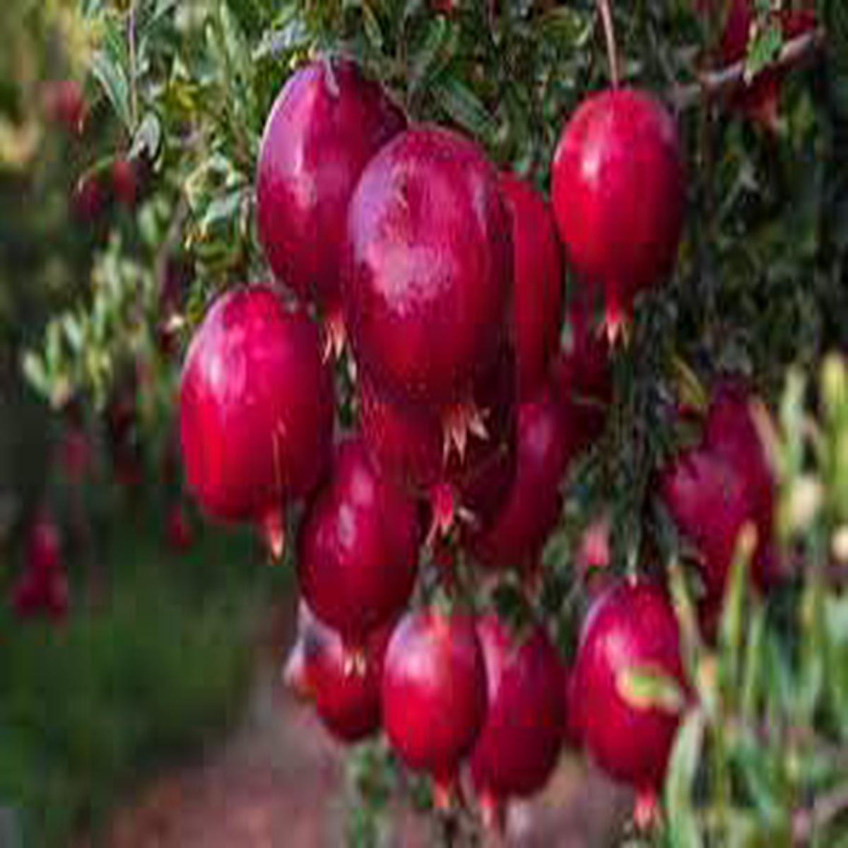 Burgundy Pomegranate Fruit Seeds  Super Juicy, Soft-Seed Variety with Vibrant Color