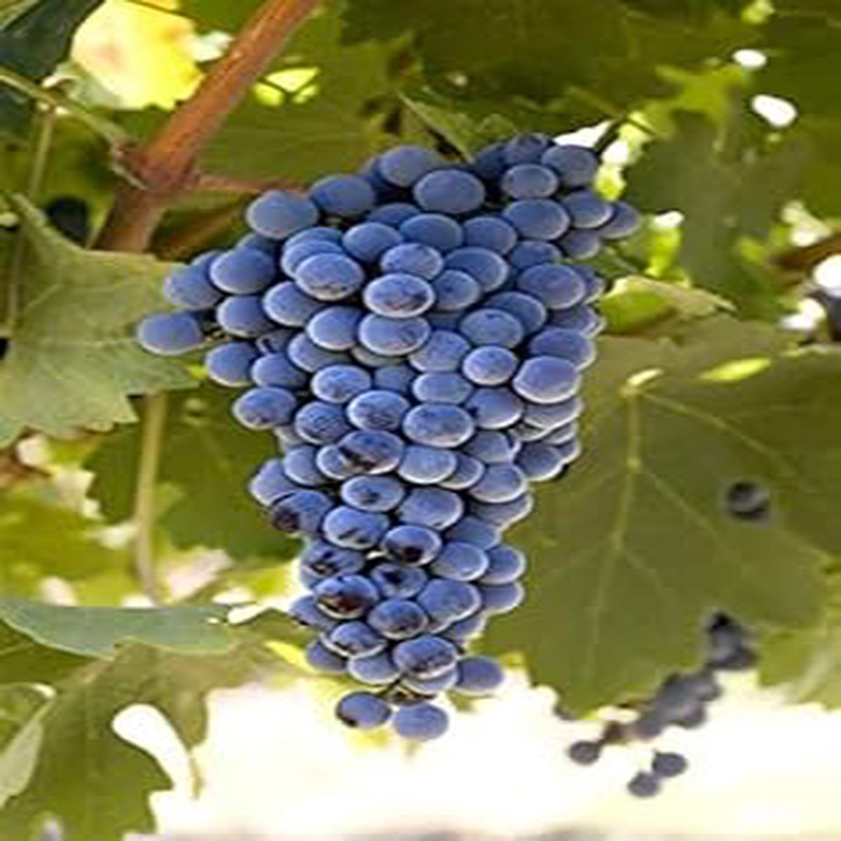 Cabernet Sauvignon Grape Bush Plant Seeds for Planting  Heirloom, High Germination, Non-GMO Organic Seeds for Home Garden