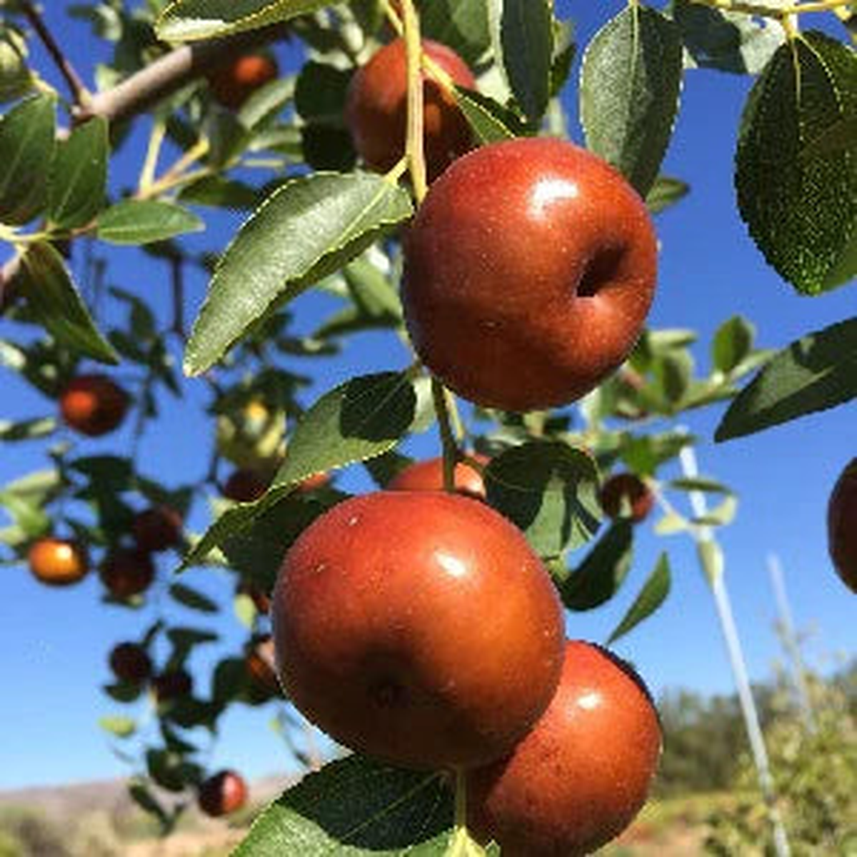 Chico Jujube Fruit Seeds for Planting Heirloom Non-GMO High Germination Organic Garden Seeds