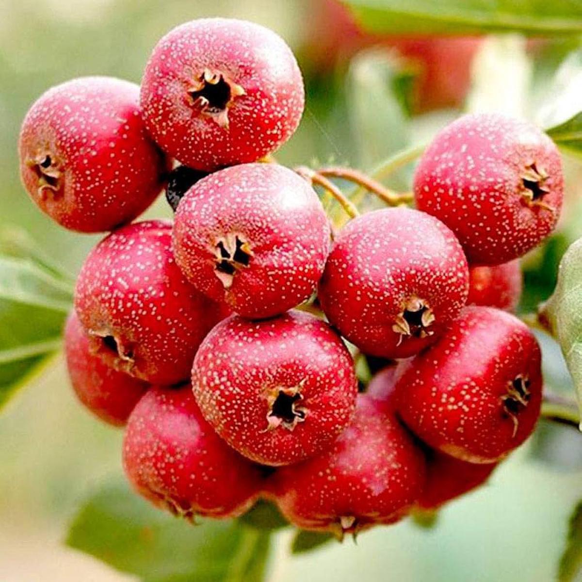English Hawthorn (Crataegus laevigata) Seeds Hardy Heirloom Trees with Beautiful Berries