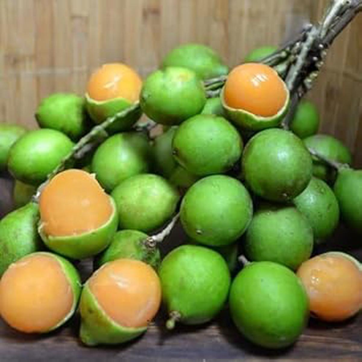 Mamoncillo Fruit Seeds for Planting Heirloom Non-GMO High Germination Organic Garden Seeds