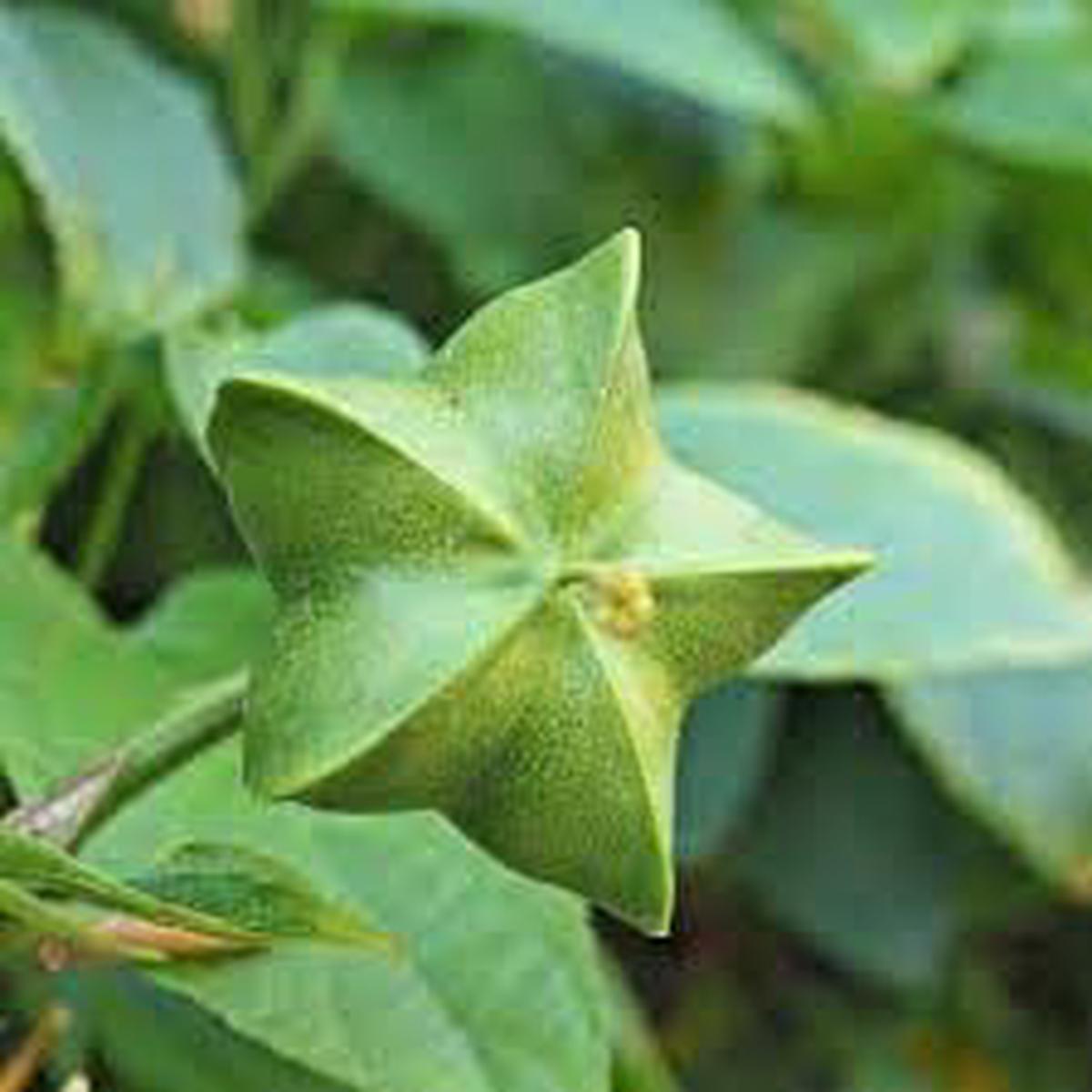 Plukenetia Seeds Grow Nutritious & Hardy Trees