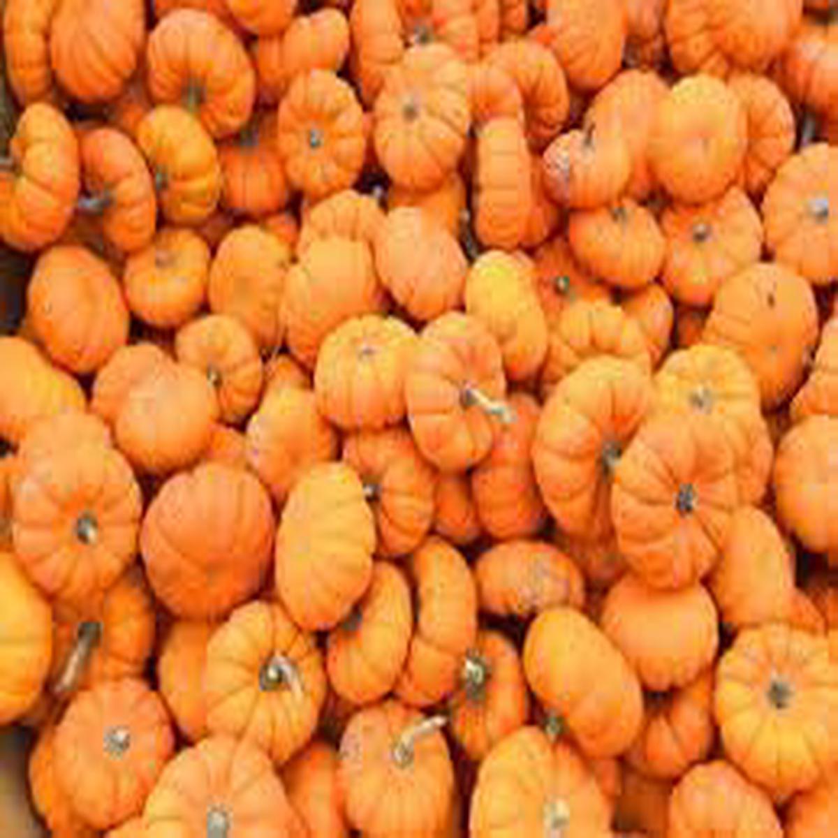 Pumpkin Seeds Grow Hearty & Nutrient-Dense Pumpkins