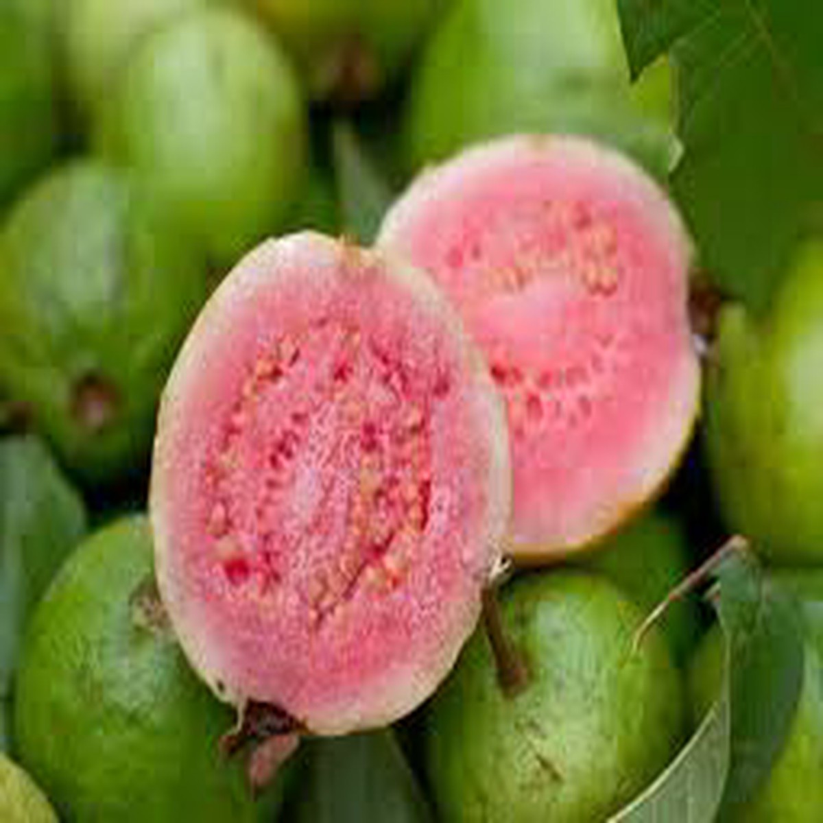 Ruby Supreme Guava Fruit Seeds for Planting Heirloom Non-GMO High Germination Organic Garden Seeds