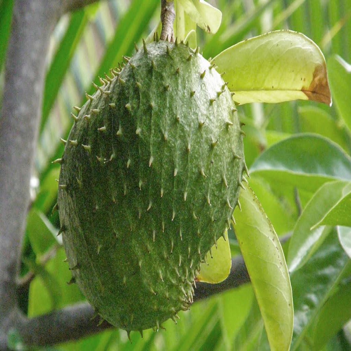 Solanum Sessiliflorum Fruit Seeds Tropical Fruit for Exotic Gardening, Heirloom, Non-GMO & Organic Seeds