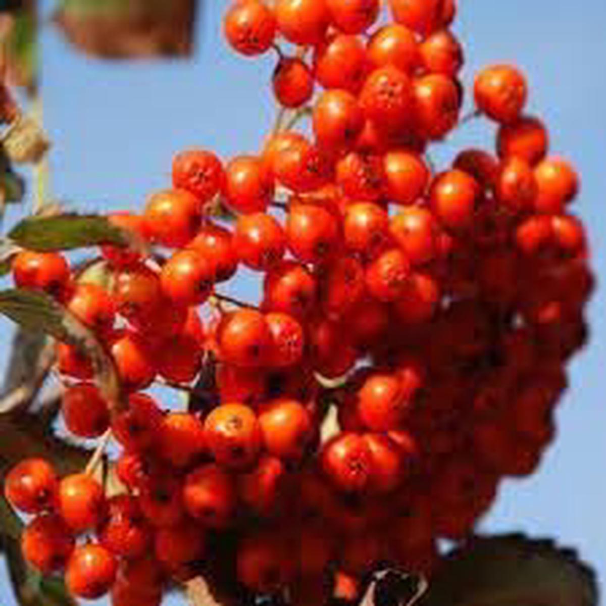 Sorbus Aucuparia Fruit Seeds  Grow Rowan Trees with Bright Red Berries