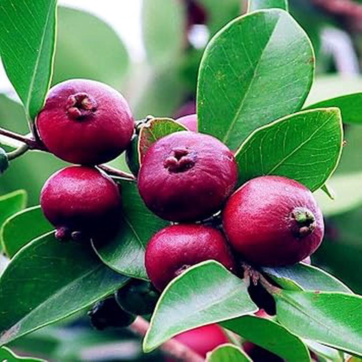 Strawberry Guava Fruit Seeds for Planting  Heirloom Non-GMO High Germination Organic Garden Seeds
