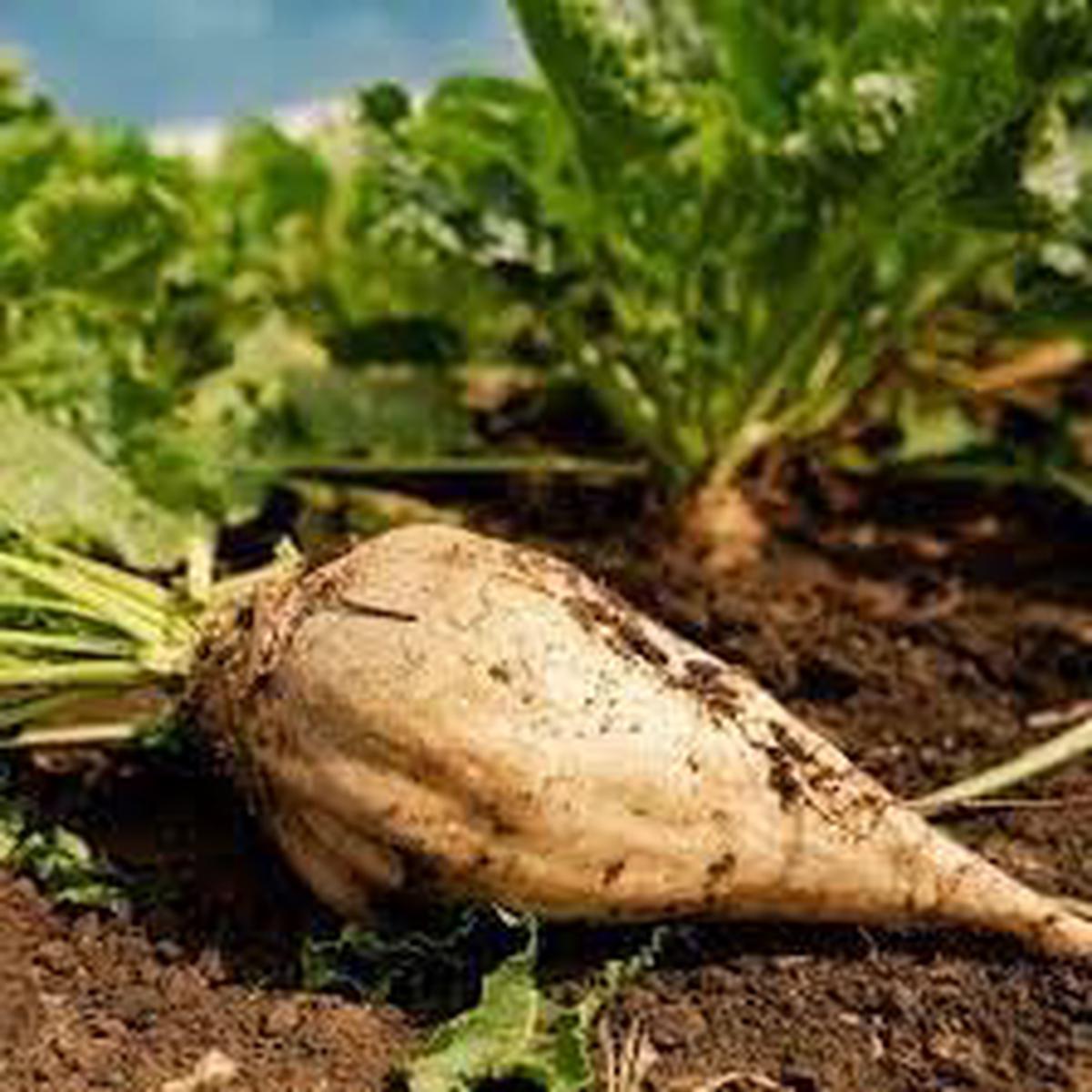 Sugar Beet Plant Seeds for Planting Heirloom, Non-GMO, High Germination Organic Garden Seeds for Sweet, Nutrient-Dense Root Vegetables