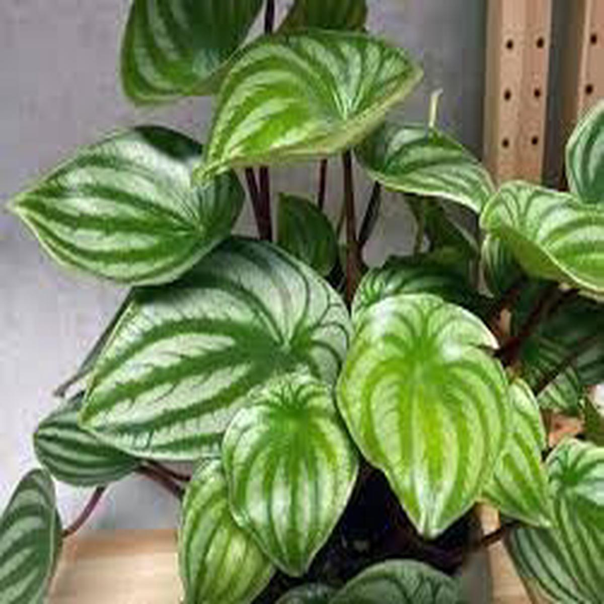 Watermelon Peperomia Plant Seeds for Planting  Heirloom, Non-GMO, High Germination Organic Garden Seeds for Unique, Decorative Foliage