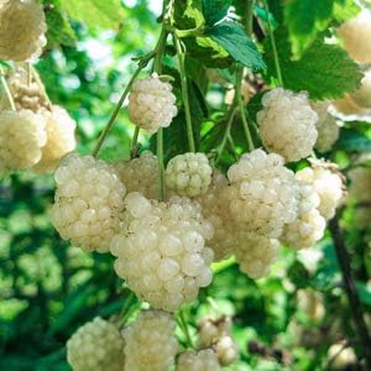 White Blackberry Fruit Seeds 100 pcs Grow Unique, Sweet Blackberries for Your Garden, Heirloom & Non-GMO