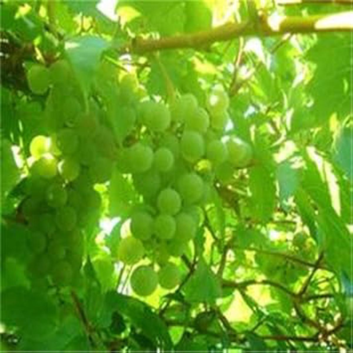 Wild Rosa Roxbunghii Fruit Seeds for Planting | Heirloom Non-GMO Organic Seeds for Rare Garden Fruits