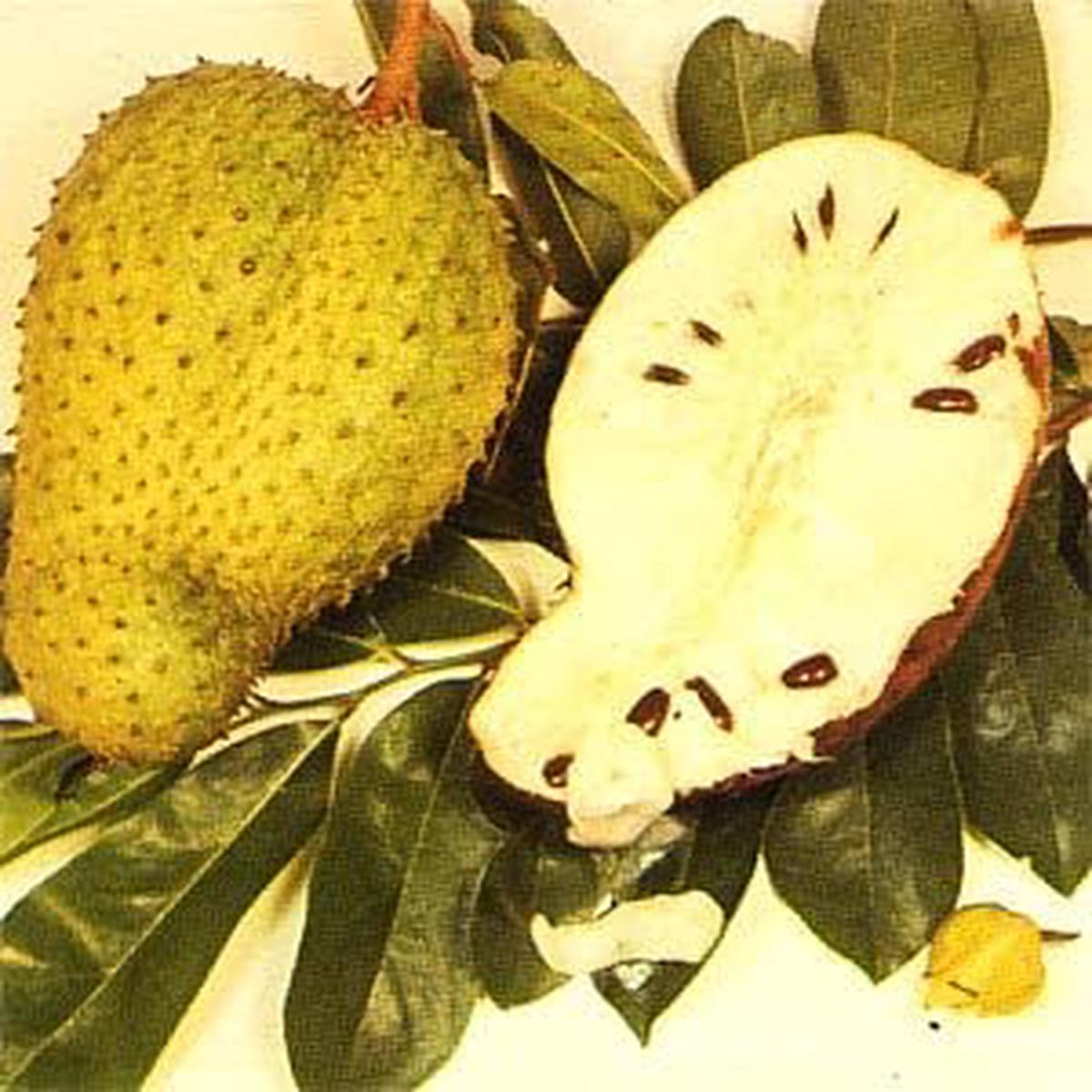 Yellow Green Soursop Fruit Seeds for Planting  Heirloom, GMO Free, High Germination Organic Garden Seeds for Home Garden