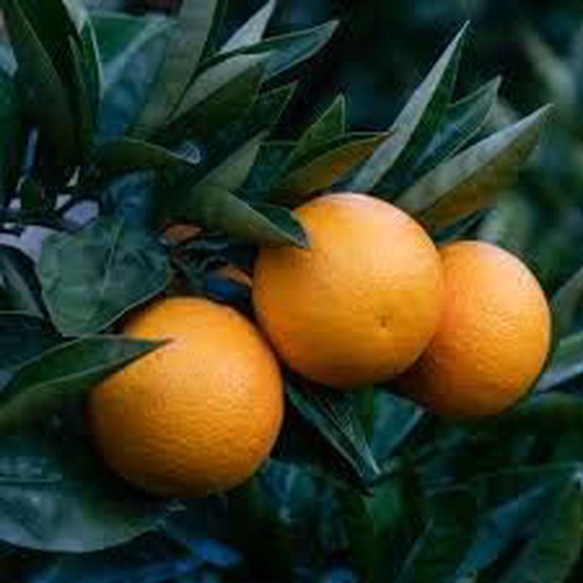 Yellow Kumquat Orange Fruit Seeds for Planting  Heirloom, Non-GMO, High Germination Organic Garden Seeds for Home Garden