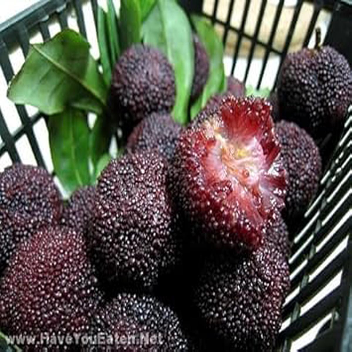 Black Arbutus Bayberry Fruit Seeds for Planting Heirloom & Non-GMO Seeds for Home Gardens