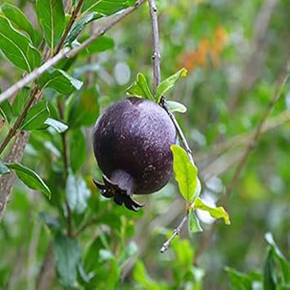 Black Pomegranate Fruit Seeds for Planting Heirloom Non-GMO High Germination Organic Garden Seeds
