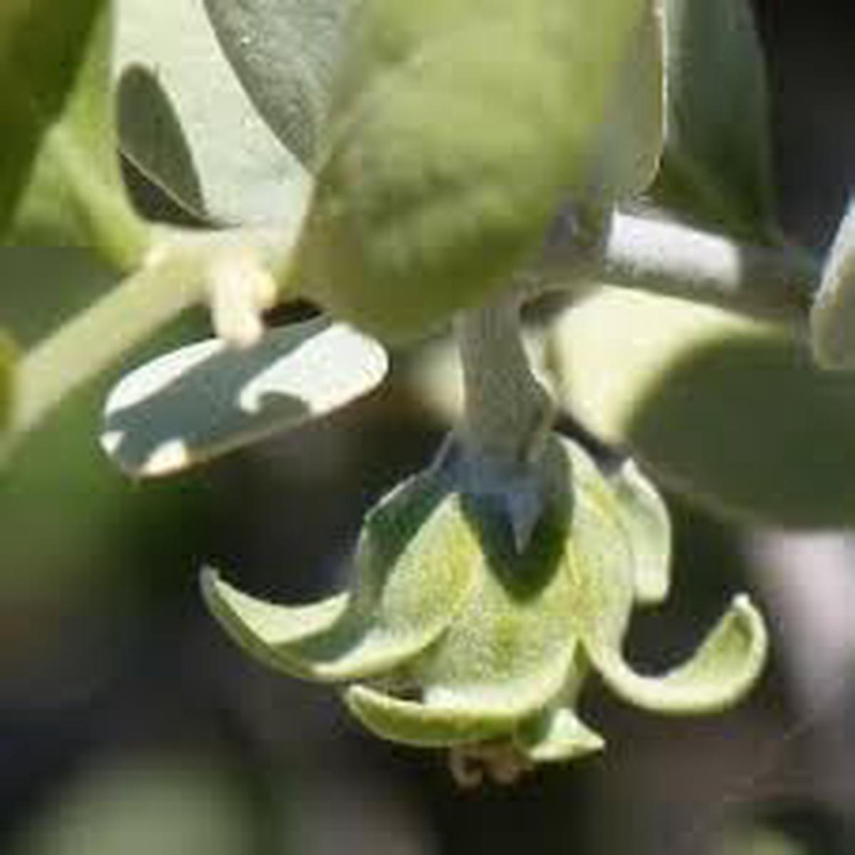Jojoba Simmondsia Seeds Nutritious & Hardy Plant for Gardens