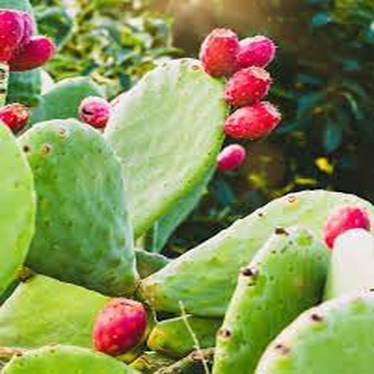 Nopalina Nopalea Fruit Seeds for Planting Hardy, Nutrient-Rich Cactus Fruits, Heirloom & Non-GMO, High Germination