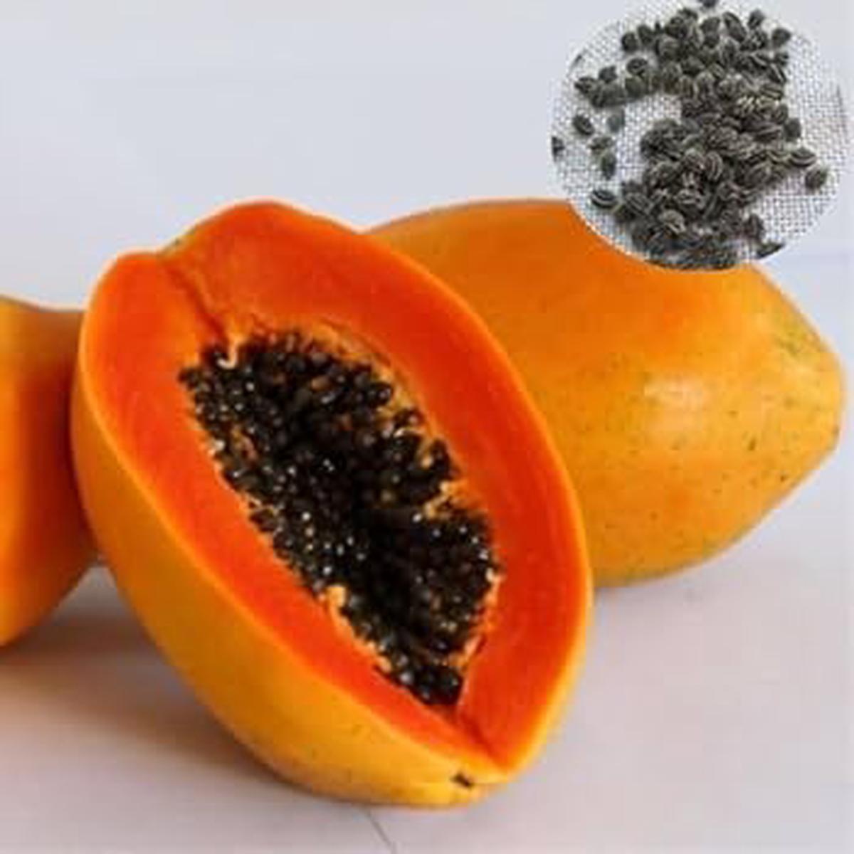 Taiwan Red Lady Papaya Fruit Seeds for Planting  Sweet Tropical Fruit, Heirloom, High Germination, Non-GMO Organic Garden Seeds