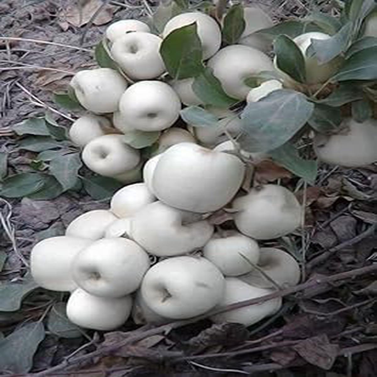 White Apple Fruit Seeds  Premium Quality Heirloom & Non-GMO Seeds for Home Garden Planting