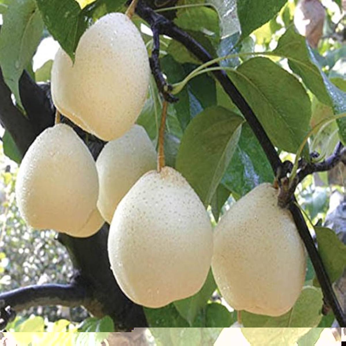 White Chojubai Plant Seeds for Planting | Heirloom Non-GMO Organic Seeds for Rare, Beautiful Fruits