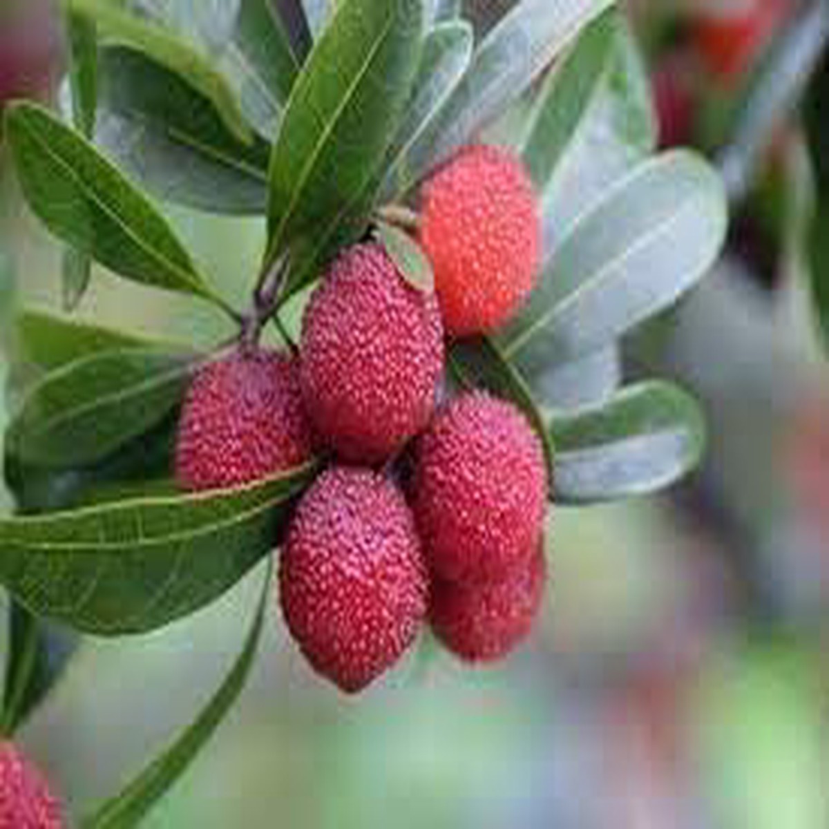 Bayberry Fruit Seeds for Planting Aromatic, Berry-Like Fruits, Heirloom & Non-GMO, High Germination