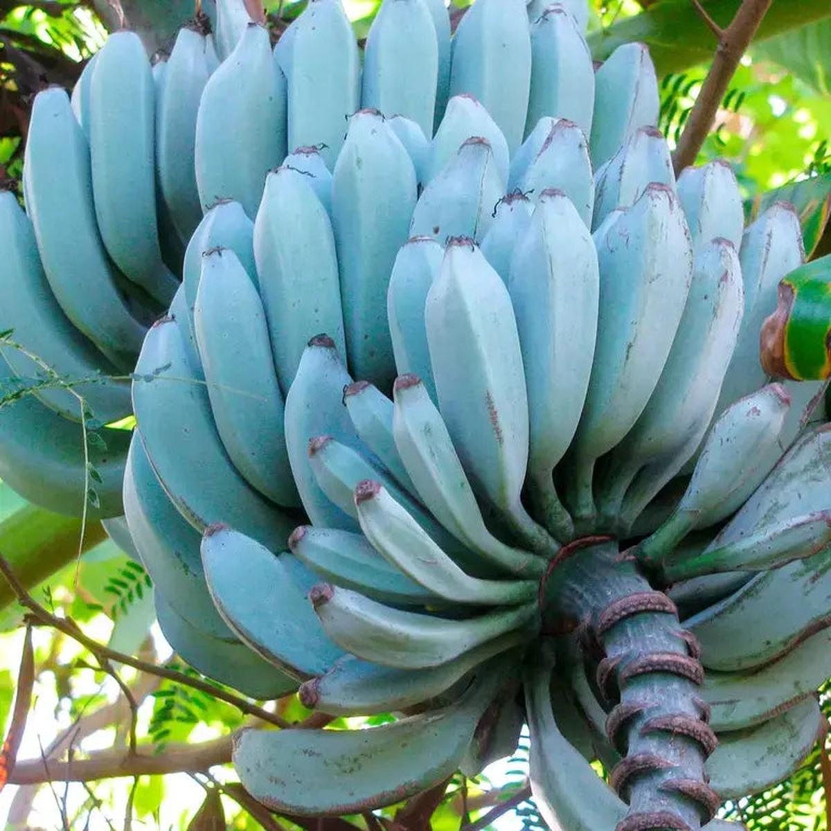 Blue Java Banana (Ice Cream Banana) Fruit Seeds for Planting  Heirloom Non-GMO Organic Garden Seeds