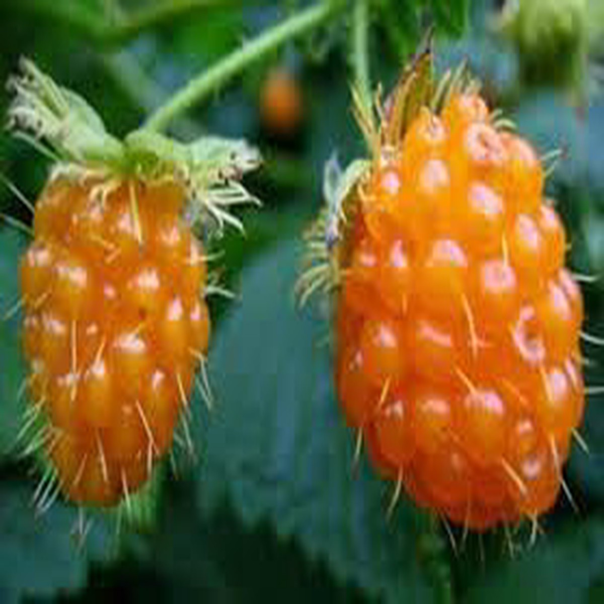 British Columbia Fruit Seeds  Grow Robust & Hardy Trees