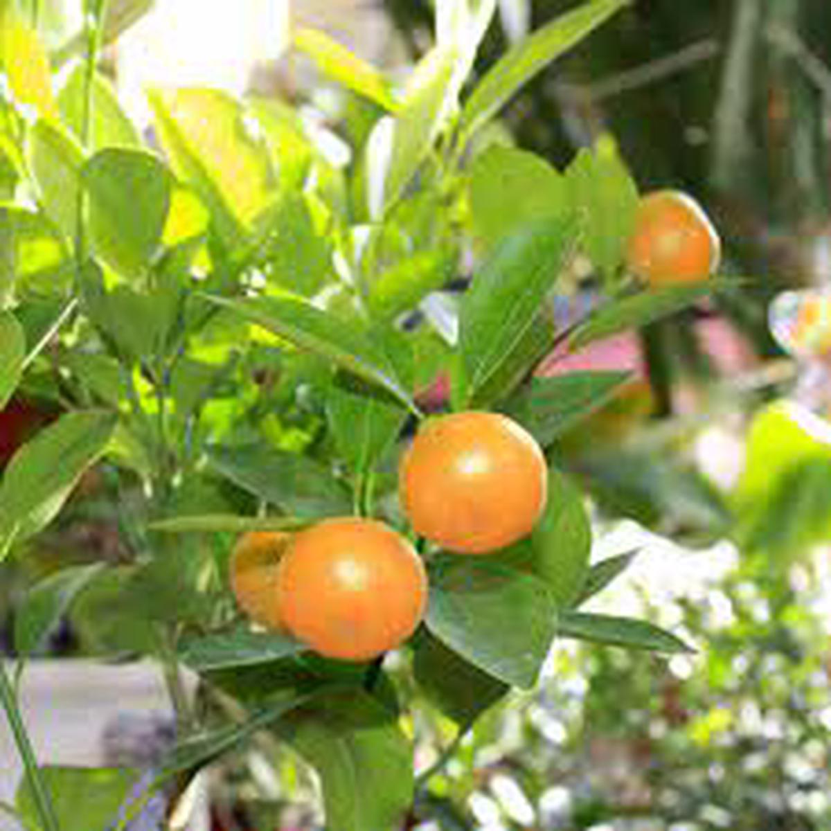 Calamondin Miniature Orange Plant Seeds for Planting  Heirloom Non-GMO High Germination Organic Garden Seeds