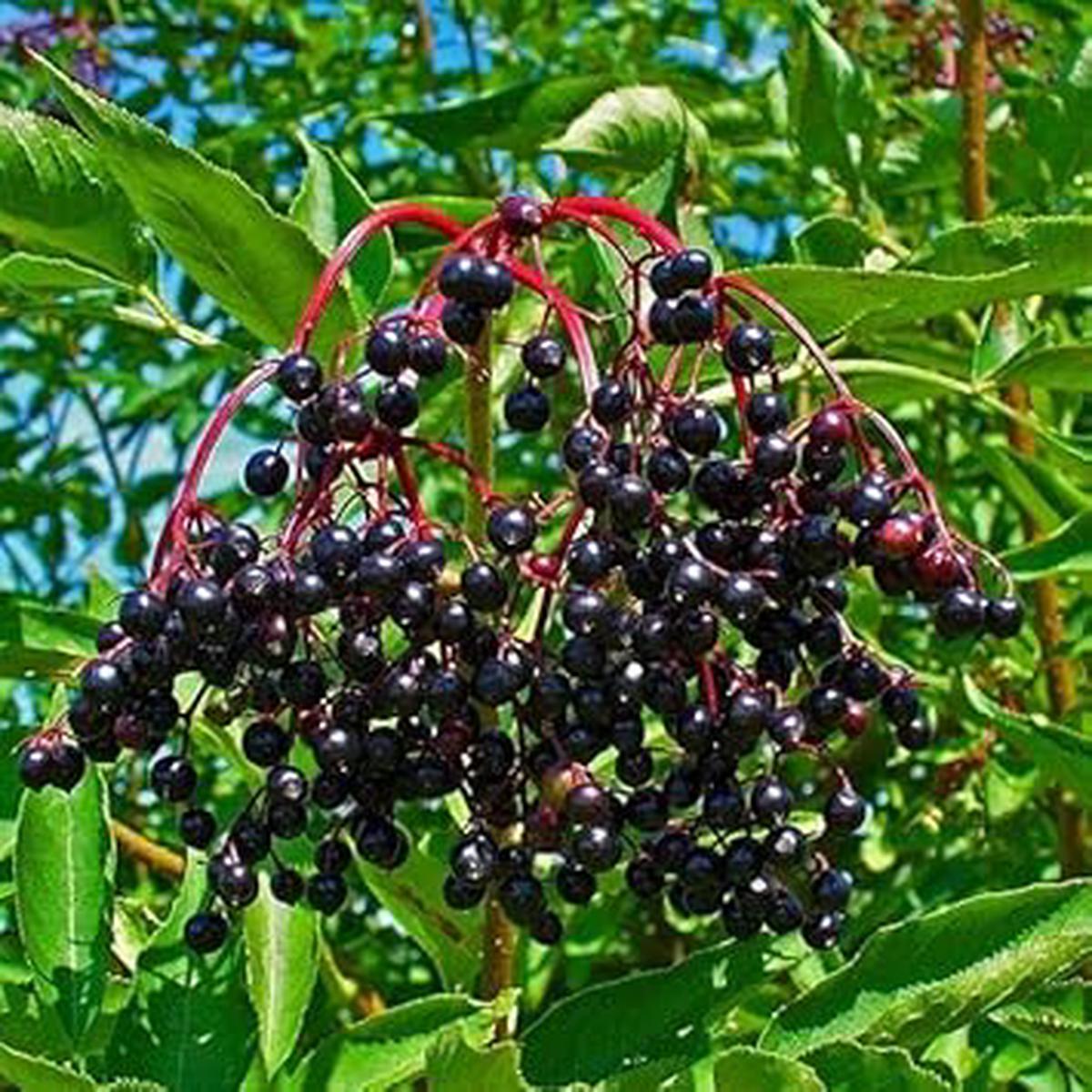 Elderberry Seeds Grow Healthy & Nutritious Berries at Home
