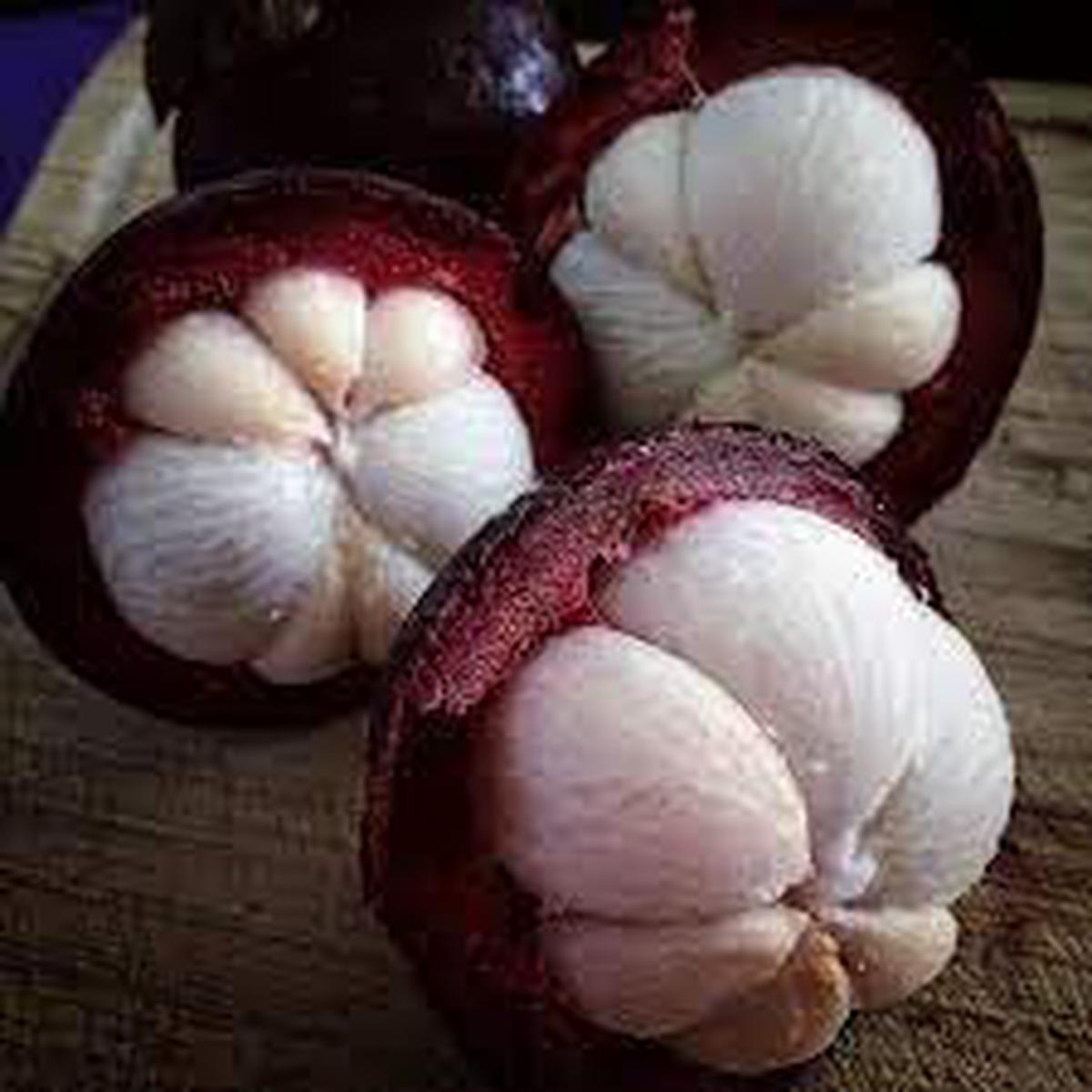 Mangosteen Fruit Seeds for Planting Heirloom Non-GMO High Germination Organic Garden Seeds