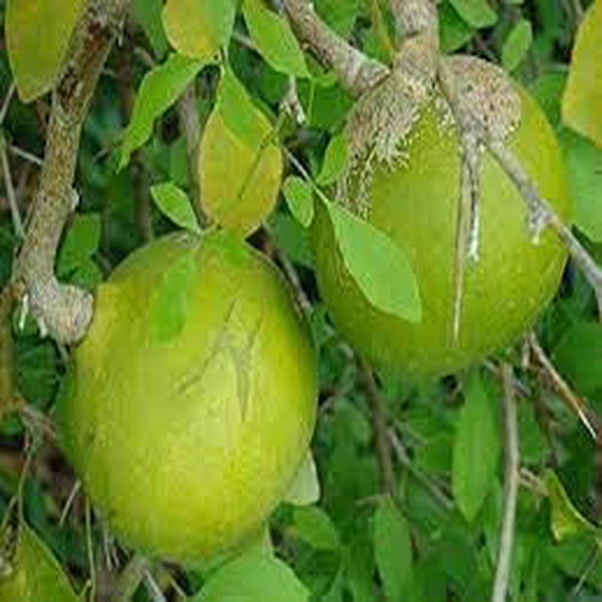 Marmelos (Bael) Fruit Seeds Grow Unique & Aromatic Fruit Trees
