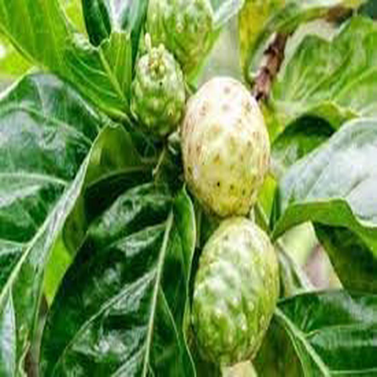 Morinda Citrifolia Fruit Seeds for Cultivation NON GMO Heirloom Seeds for Home Garden