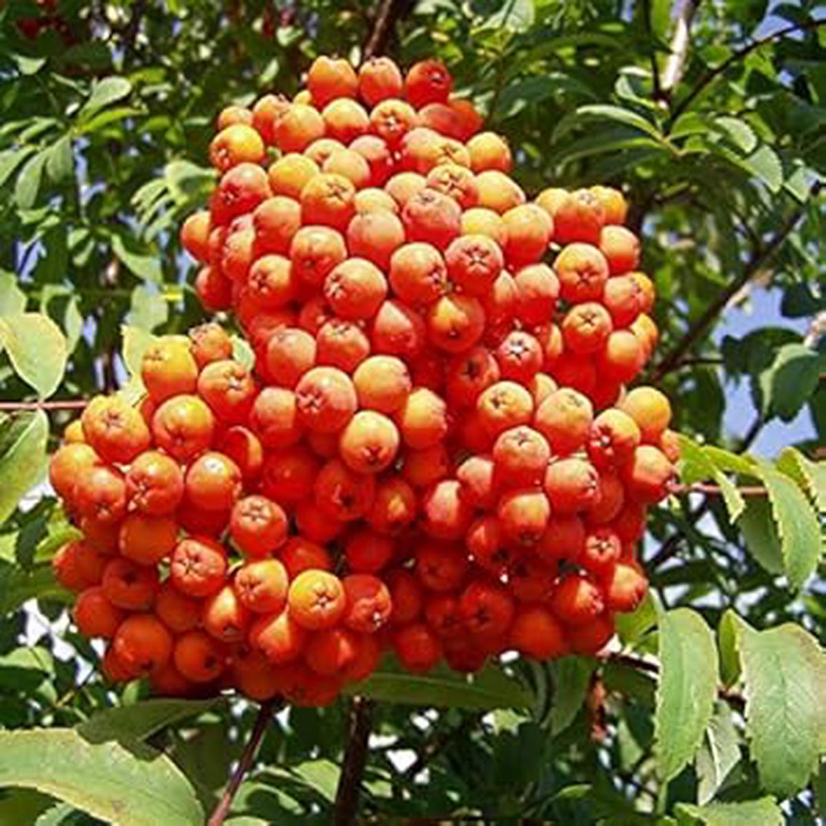 Orange Sorbus Alnifolia Fruit Seeds Ornamental Heirloom & Non-GMO Tree Seeds for Your Garden